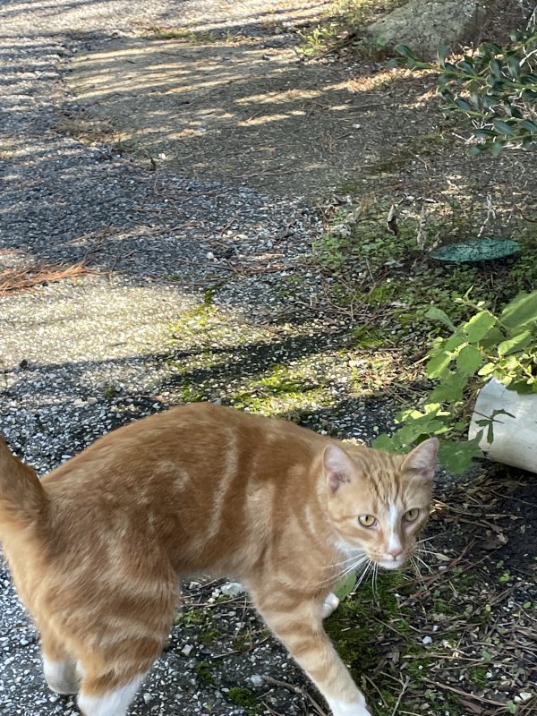 Safe Cat in Pikesville, MD