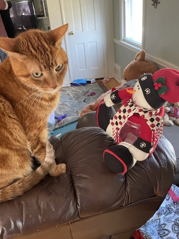 Safe Cat in Hamden, CT