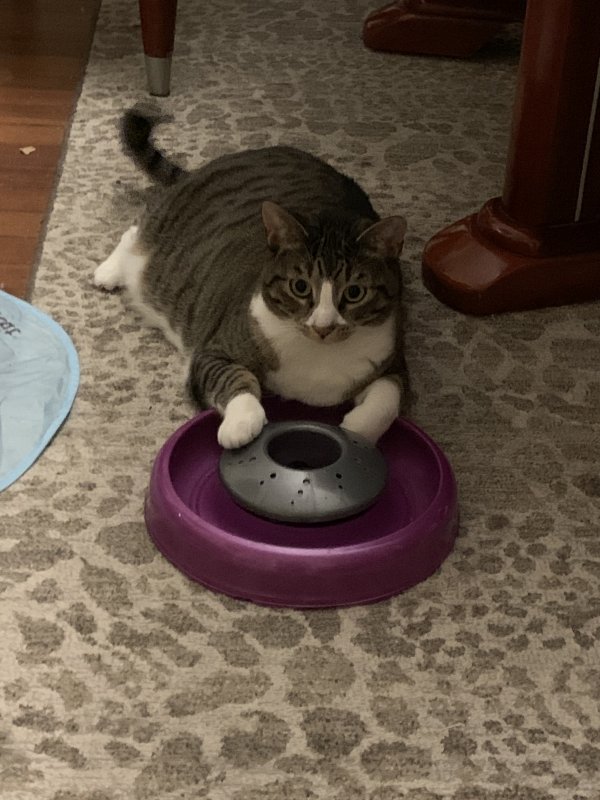 Safe Cat in Center Moriches, NY