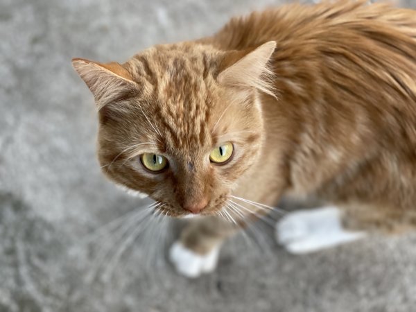 Safe Cat in Norristown, PA
