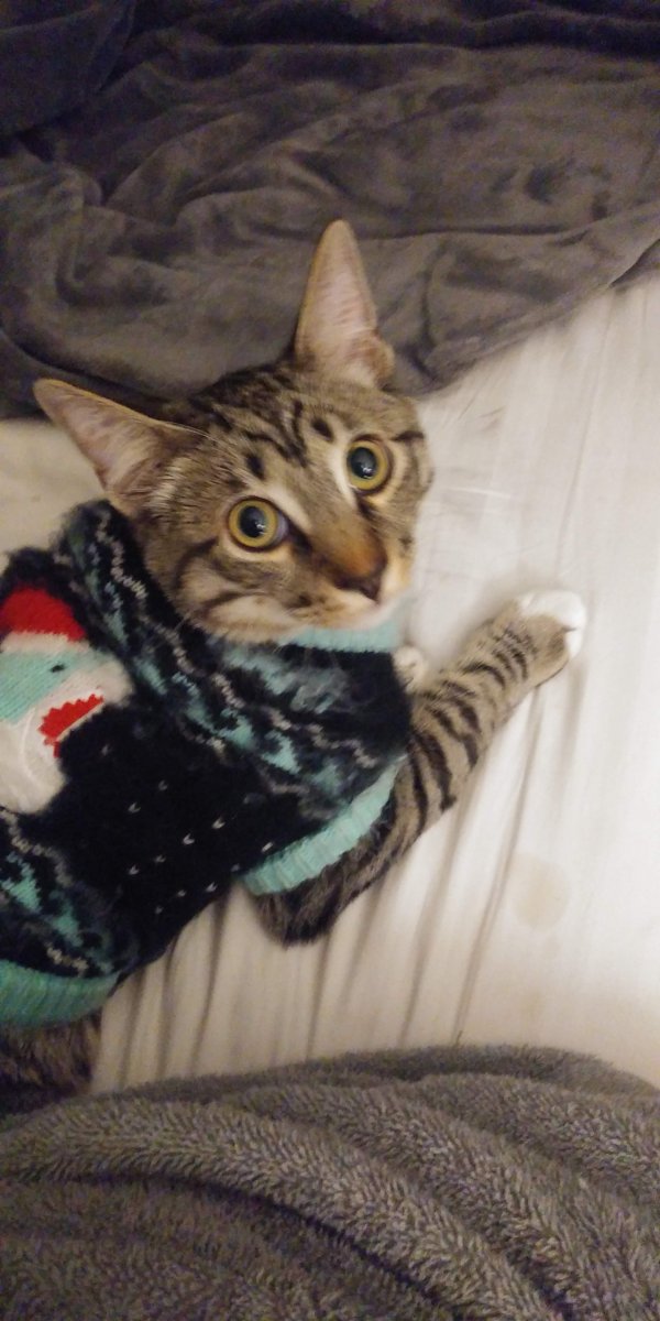 Safe Domestic Short Hair in Fullerton, CA