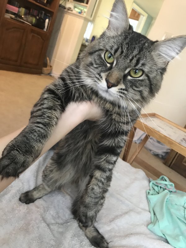 Safe Maine Coon in Woburn, MA