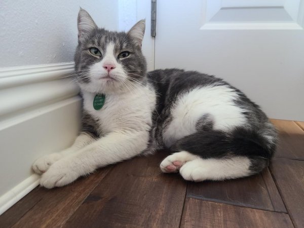 Safe Domestic Short Hair in Irvine, CA