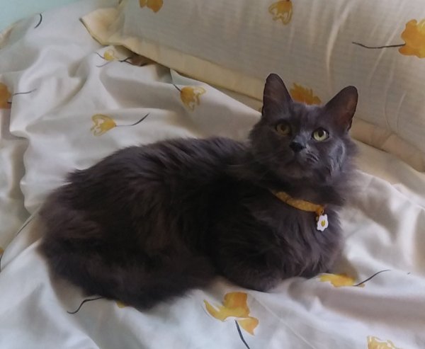 Safe Cat in Huntington Beach, CA