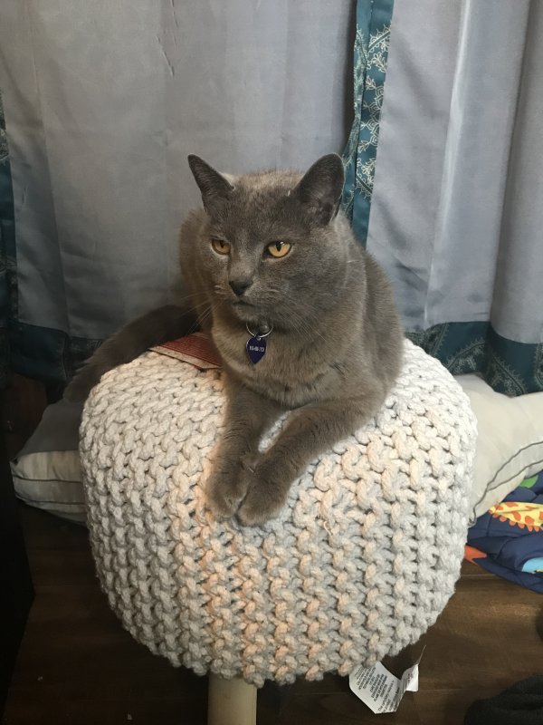 Safe Russian Blue in Orangevale, CA