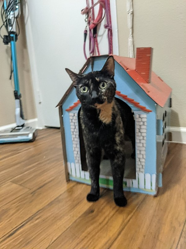Safe Domestic Short Hair in Carmichael, CA