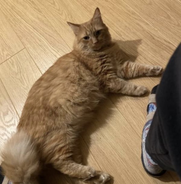 Safe Cat in Fredericksburg, VA