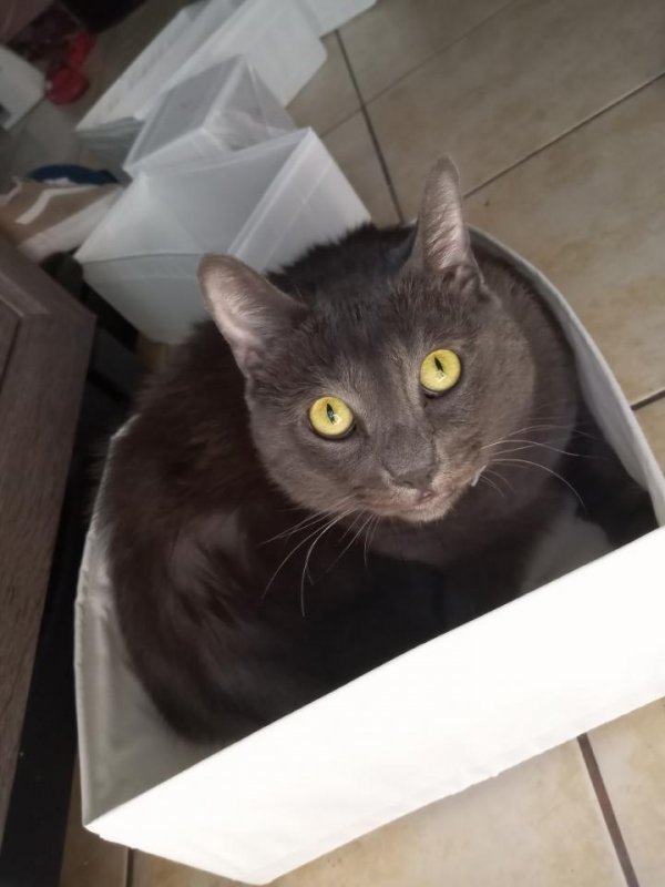 Safe Russian Blue in Compton, CA
