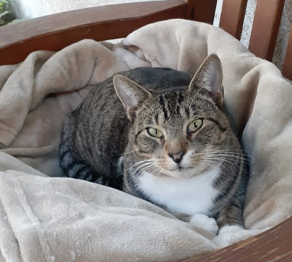 Safe Cat in Modesto, CA