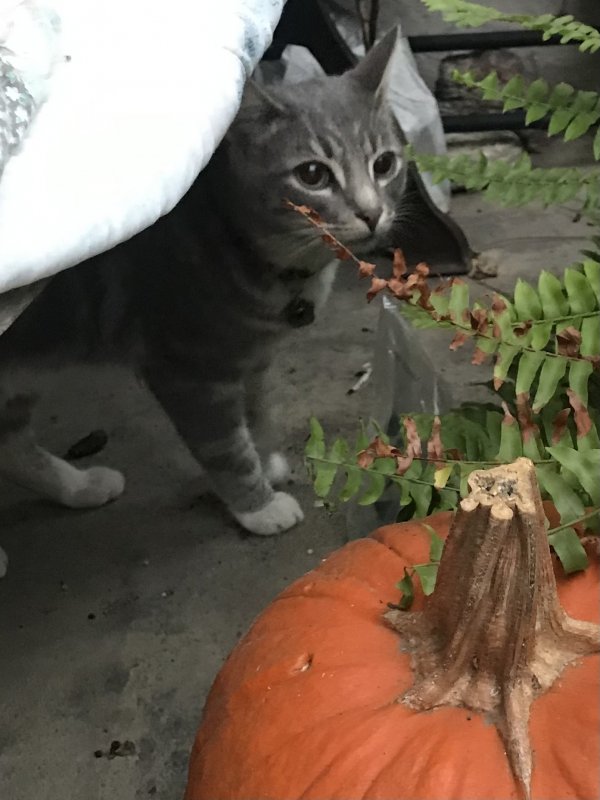 Safe Domestic Short Hair in La Mirada, CA