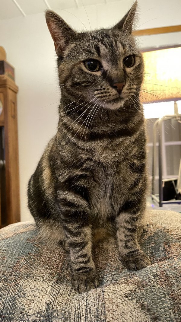 Safe Domestic Short Hair in Jarrettsville, MD