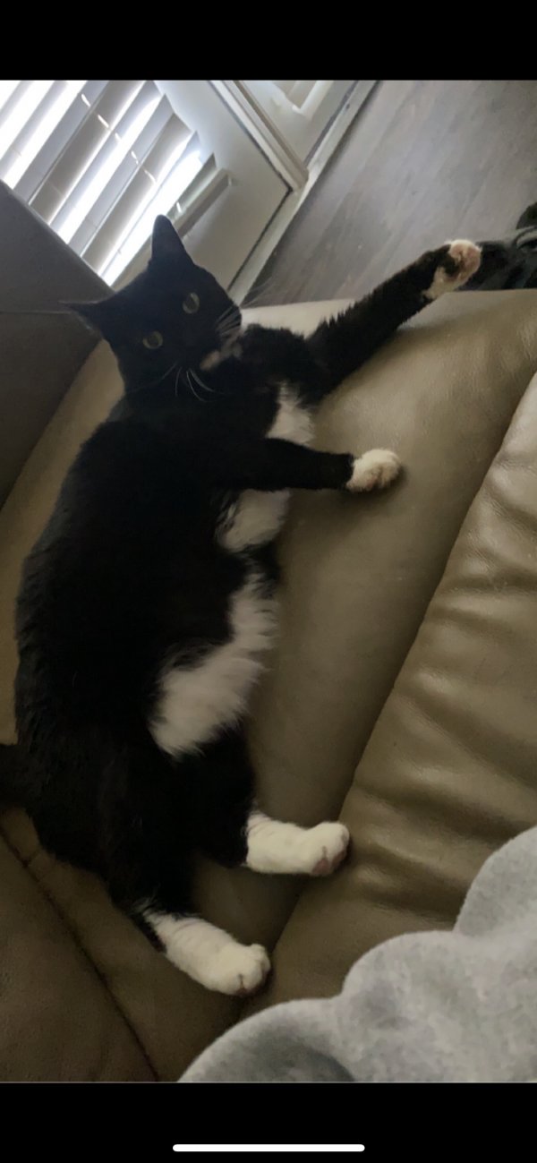 Safe Cat in Manassas, VA