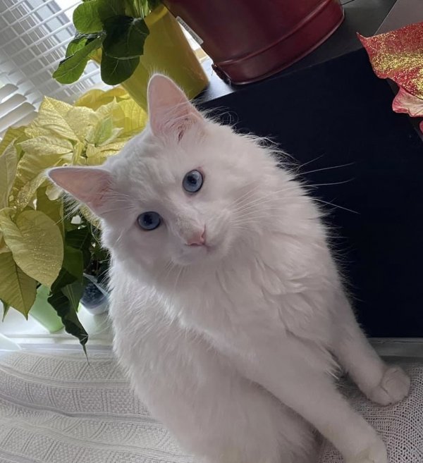 Safe Turkish Angora in Center Moriches, NY