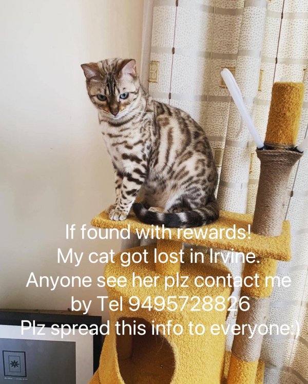 Lost Bengal cat 