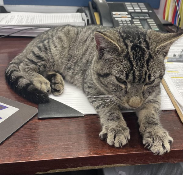 Safe American Shorthair in Bryn Athyn, PA