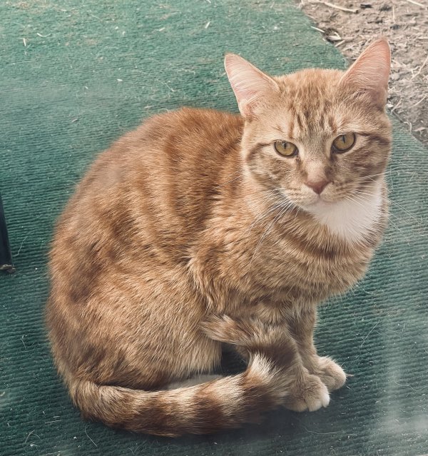 Found Domestic Short Hair in Oxon Hill, MD US