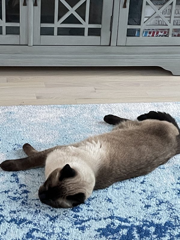 Safe Siamese in Chantilly, VA