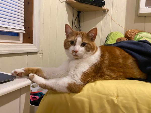 Safe Cat in Putnam Valley, NY