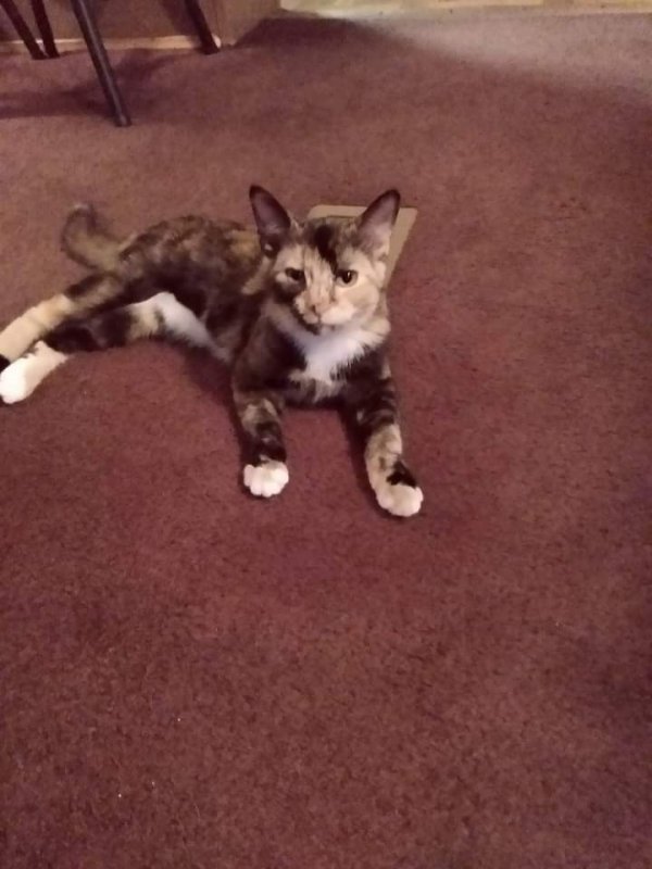 Safe Cat in Fredericksburg, VA