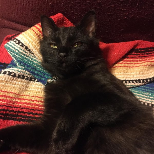 Safe Cat in Sierra Madre, CA