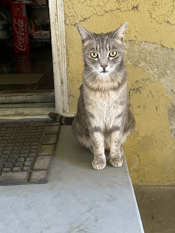 Safe Domestic Short Hair in Los Angeles, CA