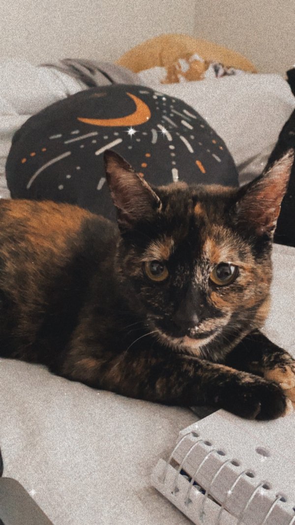 Safe American Shorthair in Los Angeles, CA