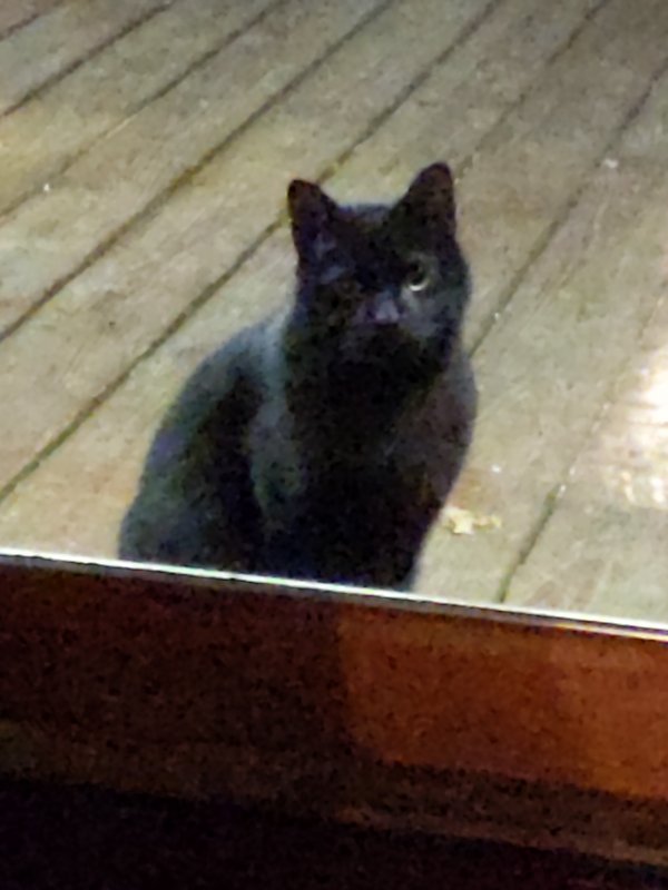 Safe Cat in Colora, MD