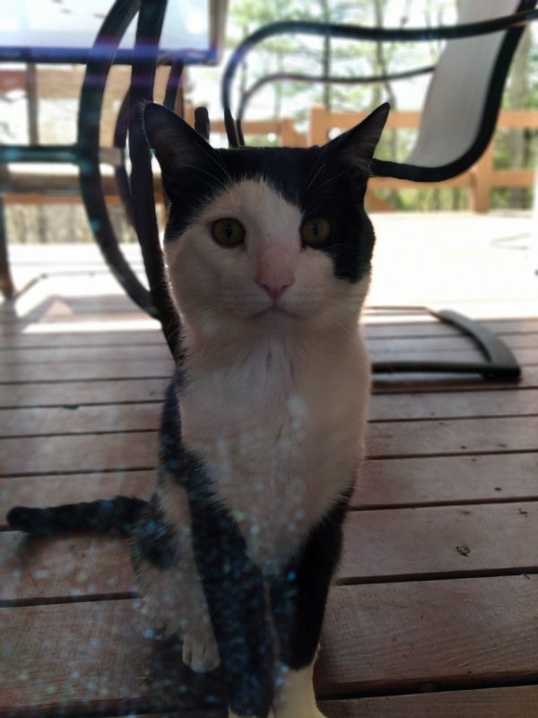 Safe Cat in East Stroudsburg, PA