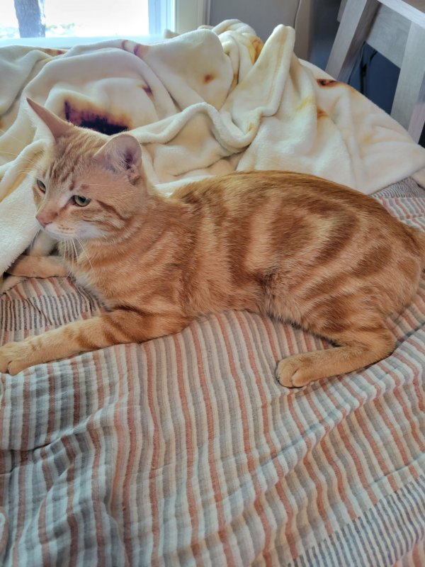 Safe American Shorthair in Katy, TX