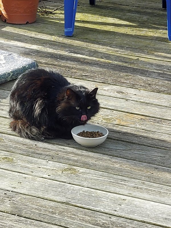 Safe Cat in Newark, DE