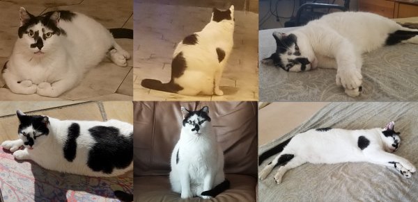 Safe American Shorthair in Elmont, NY