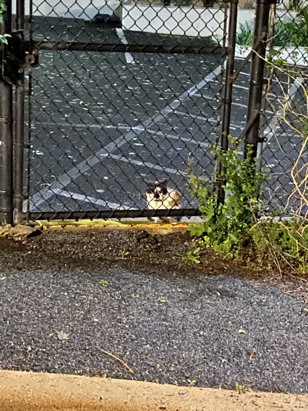 Found Cat in Alexandria, VA US