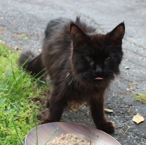 Safe Cat in York, PA