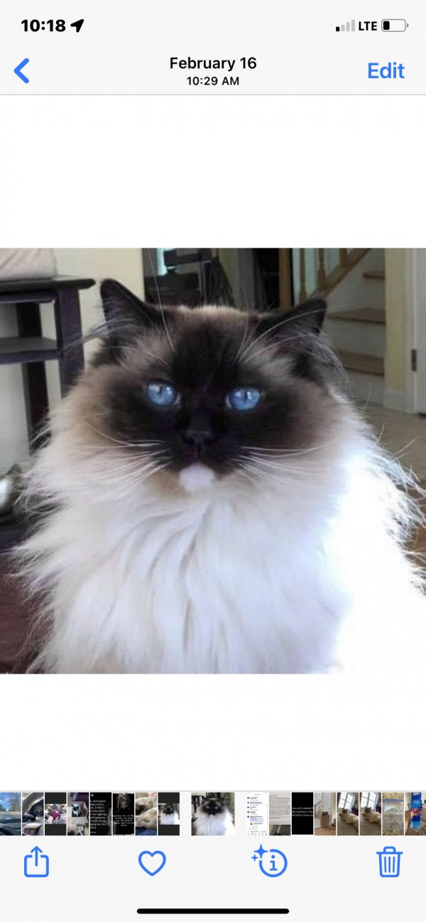 Safe Ragdoll in New Ipswich, NH