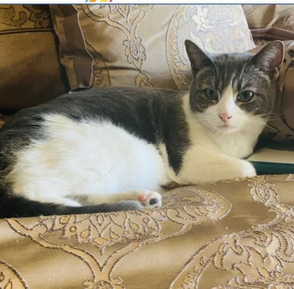 Safe Cat in La Mesa, CA