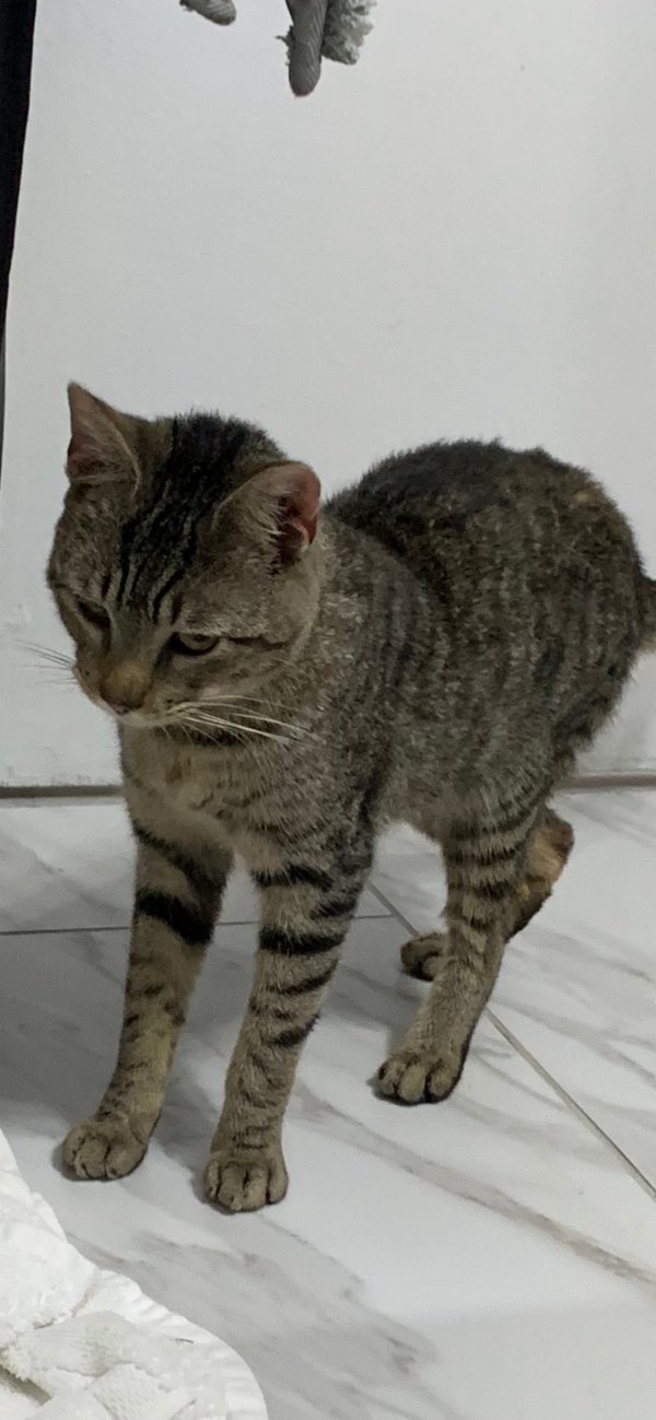 Safe Cat in Hartsdale, NY