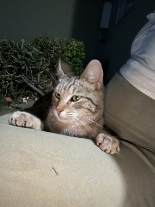 Safe Cat in Bakersfield, CA