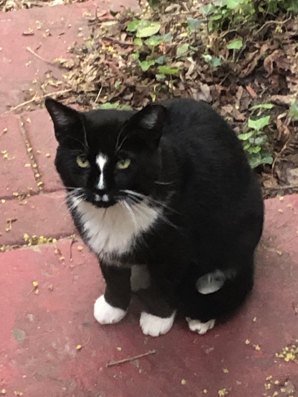 Found Cat in Silver Spring, MD US