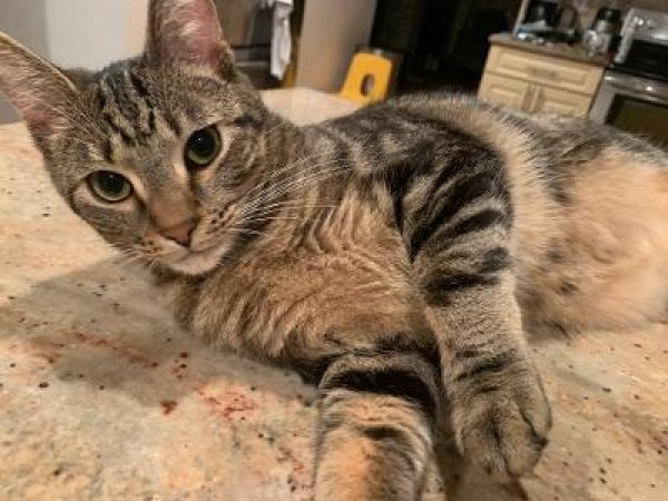 Safe Cat in Jericho, NY