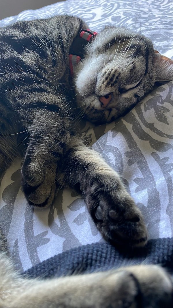 Found Cat in Washington, DC