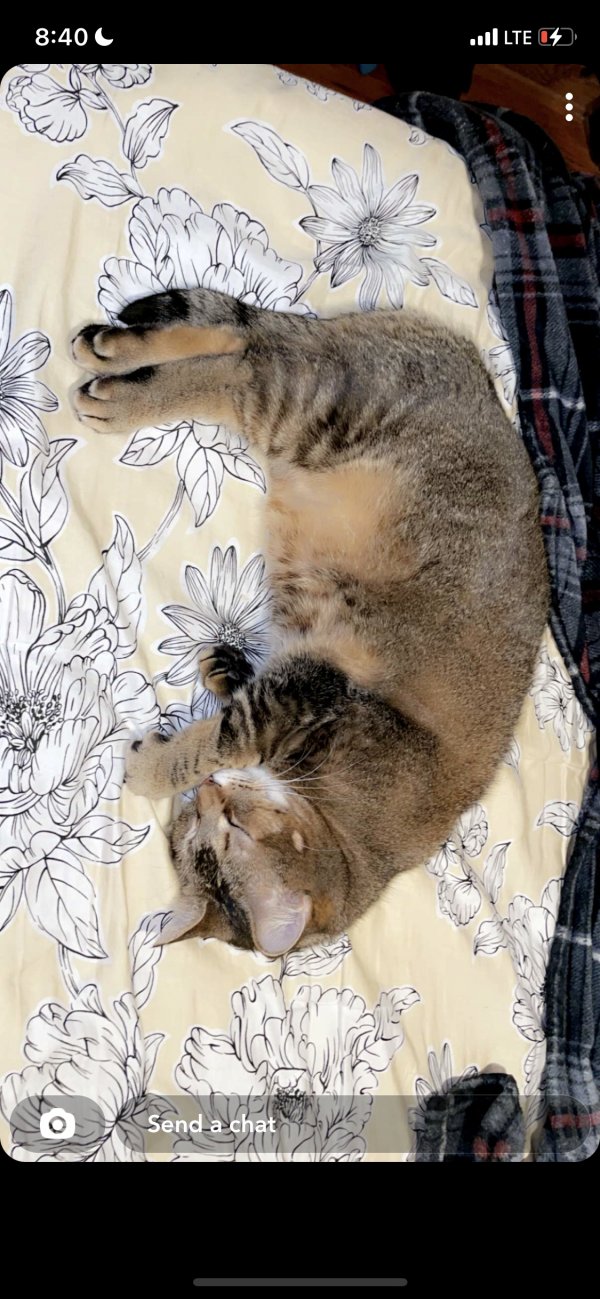 Safe Cat in Oxford, NY
