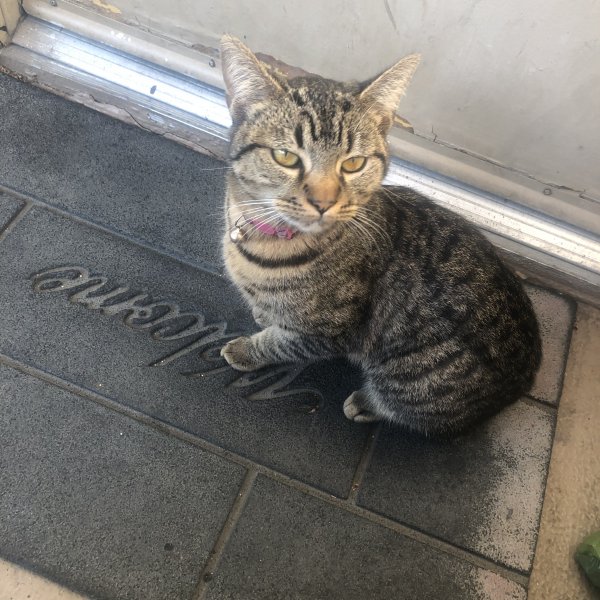 Safe Cat in Rowland Heights, CA