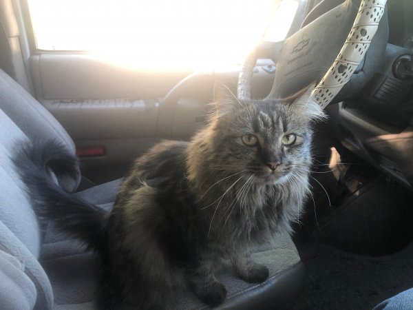 Safe Cat in Palmdale, CA