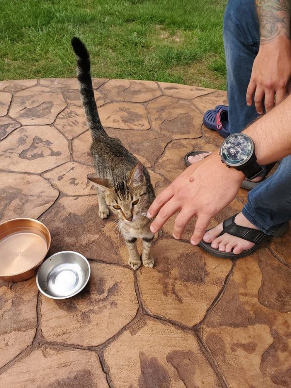 Safe Cat in Warner Robins, GA