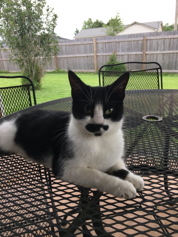 Safe Cat in Loxley, AL