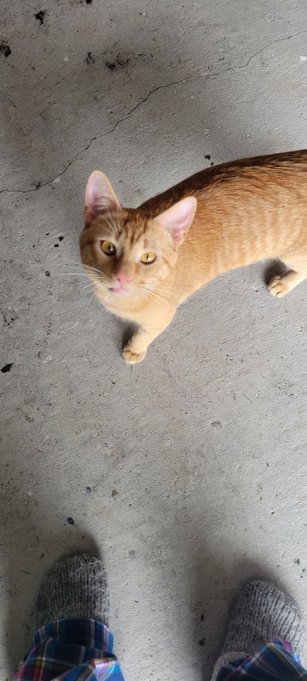 Safe Cat in Winterset, IA