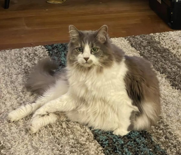 Safe Domestic Long Hair in Uxbridge, MA