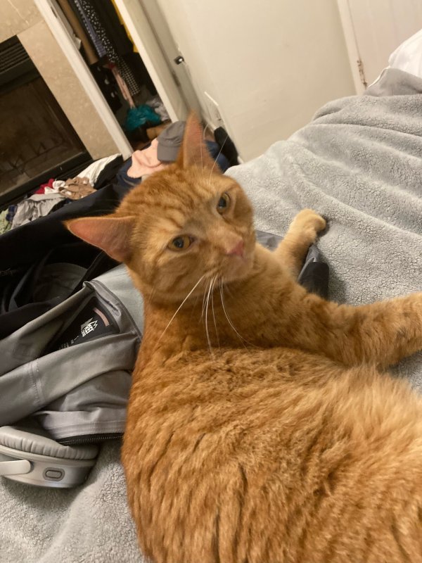 Found cat in Washington, DC