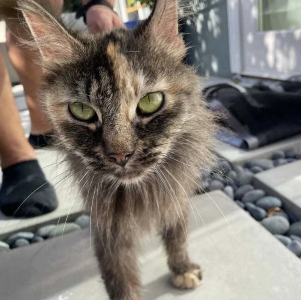 Safe Cat in Los Angeles, CA