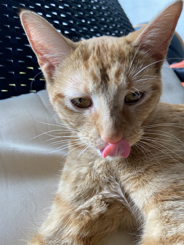 Safe Cat in Chicago, IL